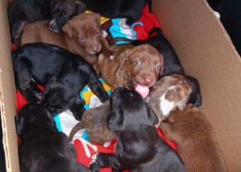 Encuentran 12 cachorros de apenas un mes abandonados en El Olivar