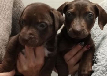 Balto e India, dos de los cachorros abandonados en El Olivar, evolucionan favorablemente gracias a Tribu Alma Animal