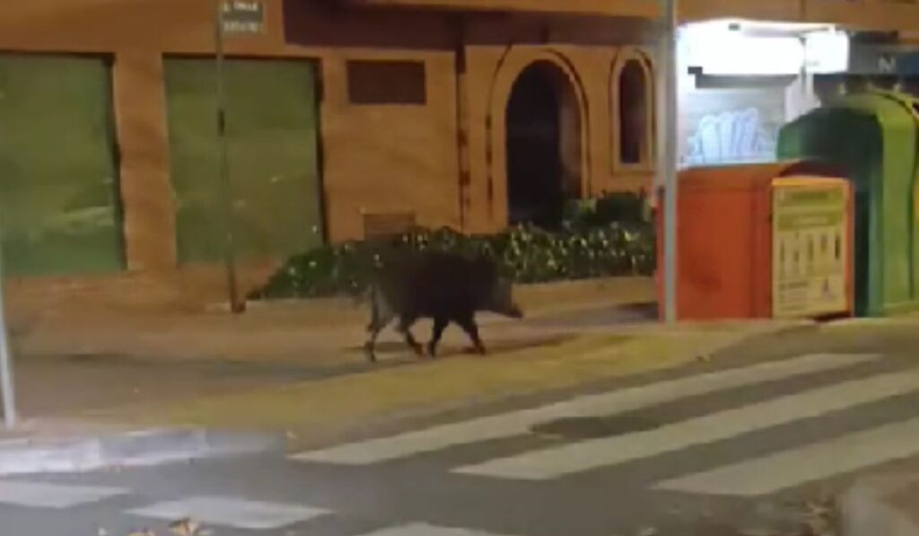 jabali avenida de la alcarria