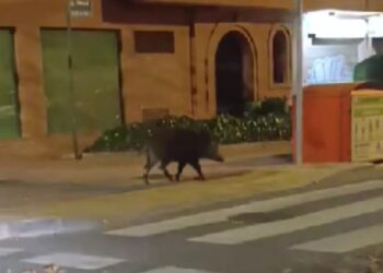 Un jabalí sorprende a los vecinos al recorrer la Avenida de la Alcarria en plena noche