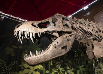 Últimos días para visitar “Cazadores de Dragones” en el Museo Arqueológico y Paleontológico Regional