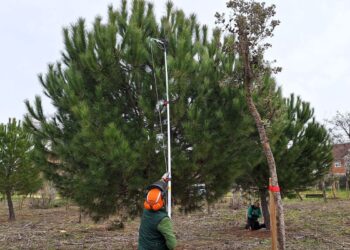 El Ayuntamiento de Alcalá planta cara a la oruga procesionaria con tratamientos en más de 1.500 árboles