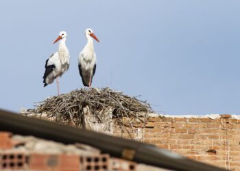 Observación de aves, caminos históricos y naturaleza: así serán las rutas ambientales de marzo en Alcalá