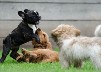 CIMPA organiza ‘Encuentros del amor verdadero’, un evento con historias de amor peludo