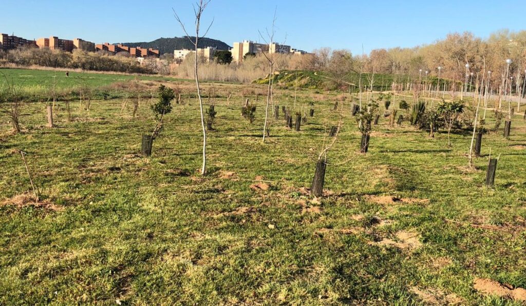 plantacion arboles isla del colegio