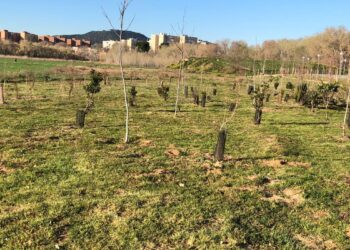 La Isla del Colegio se llena de vida con una plantación en honor a los colectivos locales