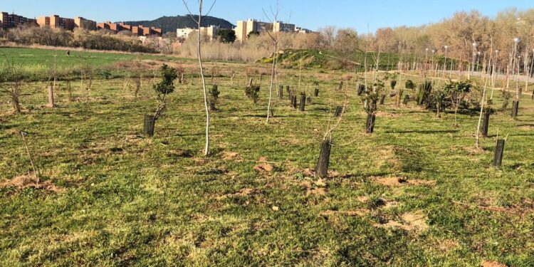 plantacion arboles isla del colegio