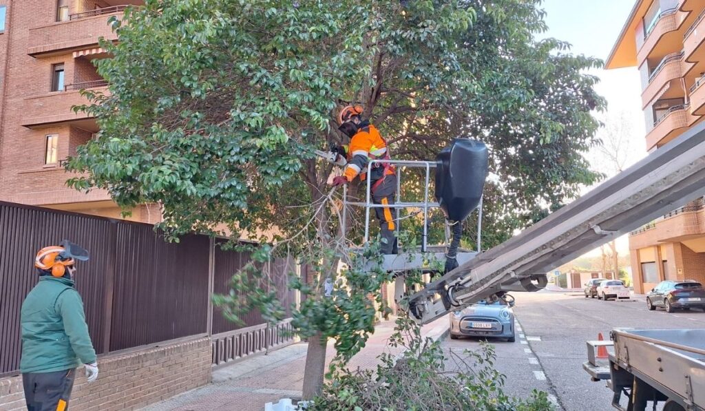 poda arbolado ciudad 10