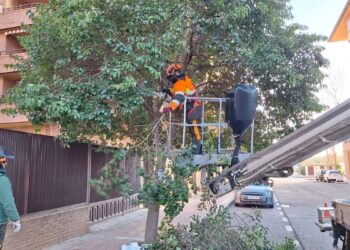 La poda del arbolado avanza en Ciudad 10 y otros barrios de Alcalá