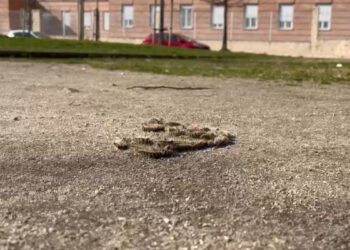 Vecinos y familias del Ensanche en alerta por la oruga procesionaria en el Parque de los Jesuitas, frente al San Ignacio de Loyola