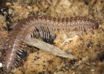 Investigadores de la Universidad de Alcalá identifican un nuevo milpiés en la Sierra de Madrid