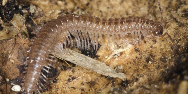 Investigadores de la Universidad de Alcalá identifican un nuevo milpiés en la Sierra de Madrid 1 Ceratosphys dissensionis