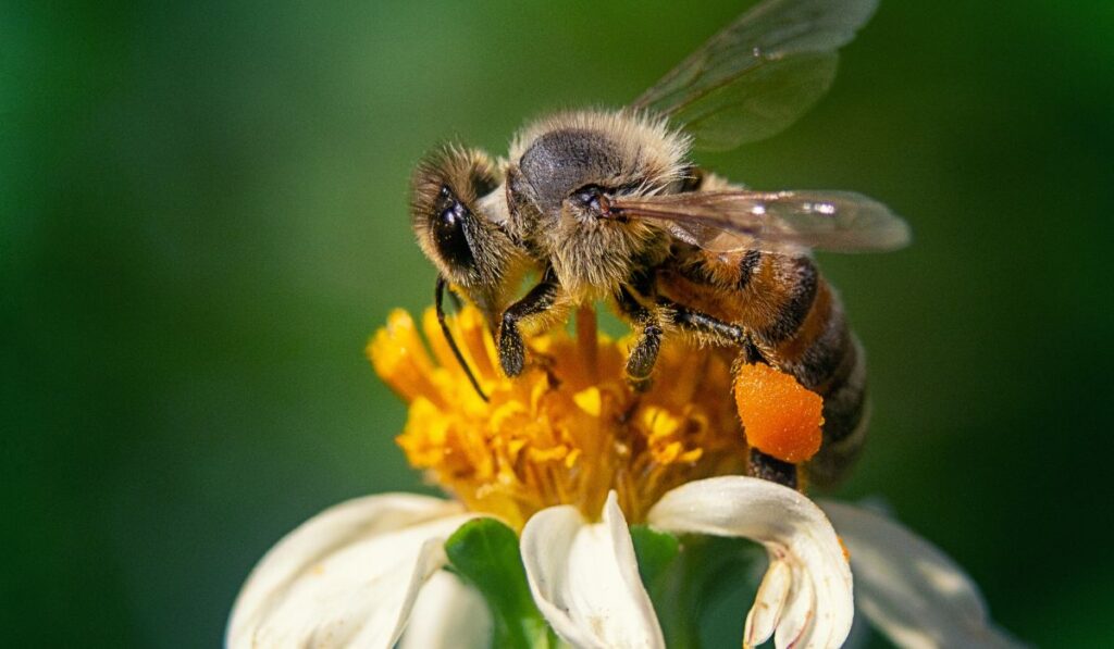 Por qué son tan importantes las abejas: pilares fundamentales de la biodiversidad y el equilibrio ecológico 1 Abeja