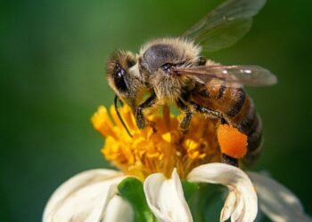 Por qué son tan importantes las abejas: pilares fundamentales de la biodiversidad y el equilibrio ecológico