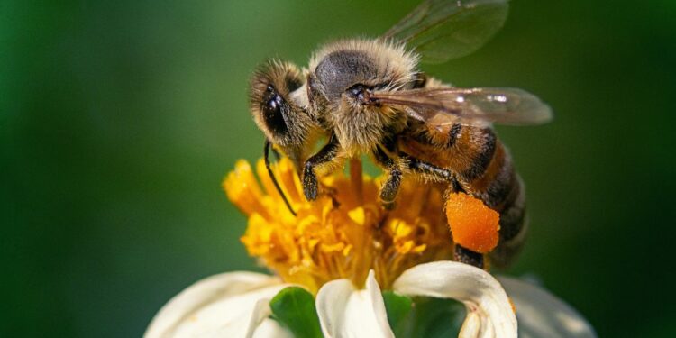Abeja
