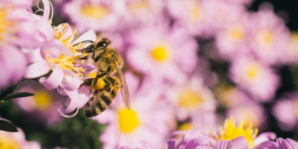 abeja flor