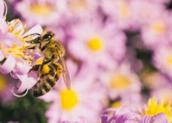 «El mundo de las abejas»: la Casita del O’Donnell dedica un taller familiar a estos insectos esenciales