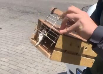 Agentes forestales denuncian a un vecino de Alcalá por portar dos jilgueros sin documentación