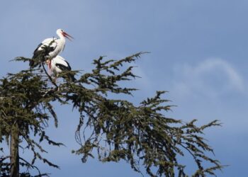«Constructores de nidos» inaugura la temporada ambiental de la Casita del O’Donnell