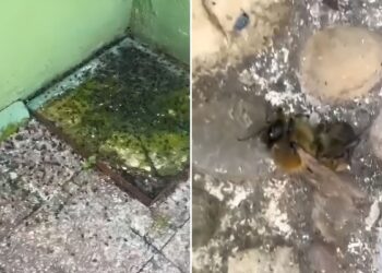 Sale a la luz un vídeo que muestra el exterminio de abejas en la Ciudad Deportiva de El Val