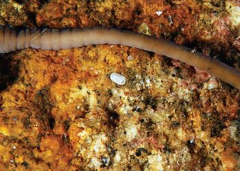 Juan Junoy, investigador de la UAH, colidera el hallazgo del ‘gusano acordeón’, una nueva especie marina