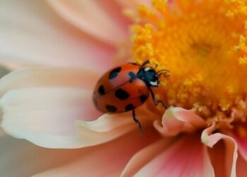 «Bichos en mi entorno»: la Casita del O’Donnell propone un safari de insectos para los más pequeños