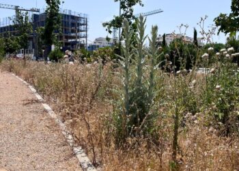 «Pondré el caso en manos de un abogado»: continúa en aumento el malestar vecinal por el «estado de abandono» de El Olivar-Las Sedas