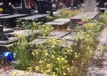 Los sindicatos municipales denuncian el «salvaje deterioro» del Cementerio de San Roque
