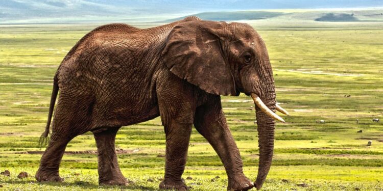 La UAH participa en un estudio que revela la resiliencia de los ecosistemas ante crisis globales, pero alerta sobre los riesgos actuales 1 elefante sabana