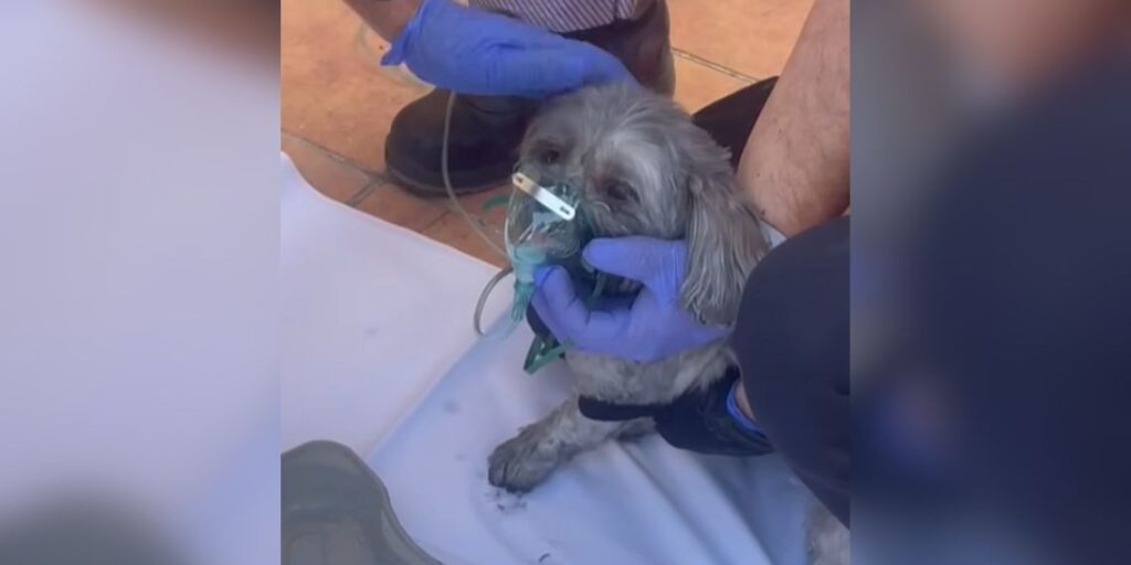 perro rescatado incendio