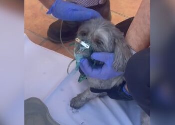 Un perro es rescatado y reanimado tras quedar atrapado por el humo en el incendio del Ensanche