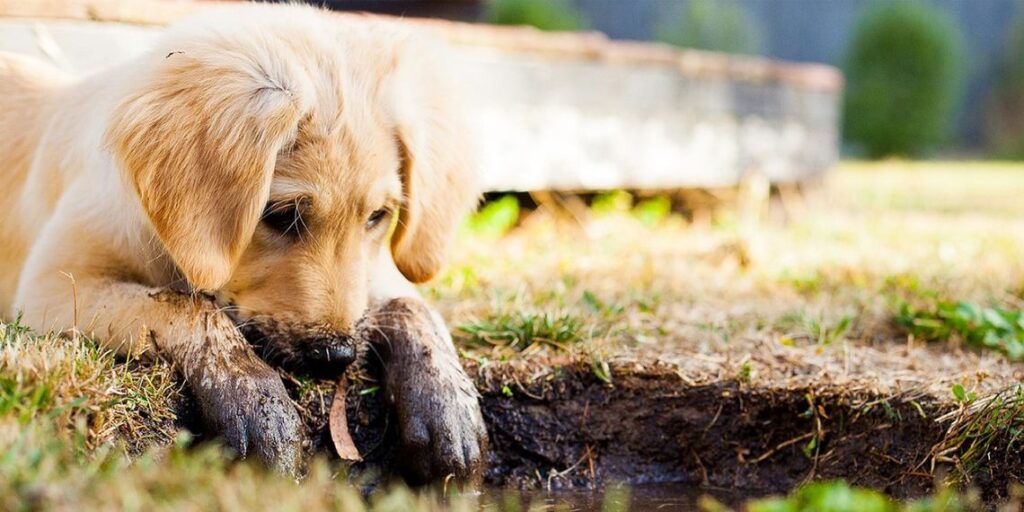 ¿Preparado para tener mascota? Una nueva guía ayuda a decidirlo antes de dar el paso 1 cachorro golden retriever