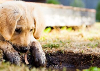 ¿Preparado para tener mascota? Una nueva guía ayuda a decidirlo antes de dar el paso