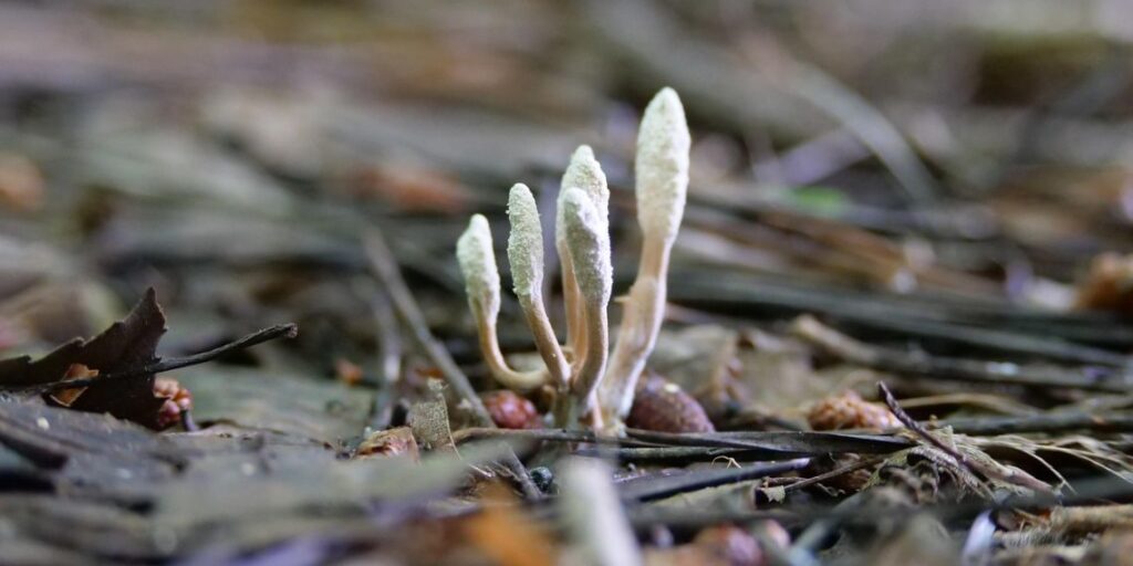 cordyceps