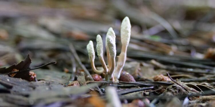 cordyceps