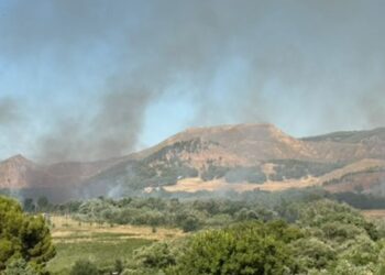 La asociación ‘1 Millón de Árboles’ solicita una reunión urgente con el Ayuntamiento tras los incendios en zonas naturales de Alcalá