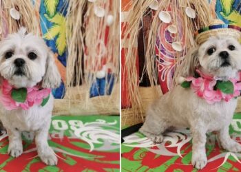 Sky, la perrita rescatada en el incendio del Ensanche, se recupera con normalidad tras el susto