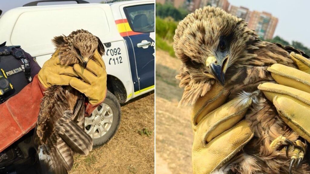 La Policía Local rescata un milano real con un ala fracturada en la Isla de los García 1 milano real rescatado