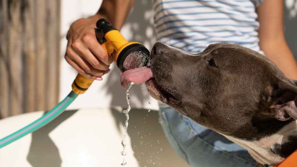 ola calor animales
