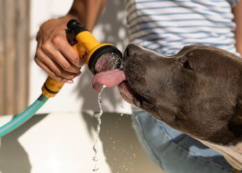 Qué hacer paso a paso si te encuentras un animal herido durante una ola de calor