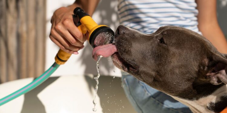 ola calor animales