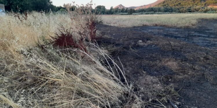 Izquierda Unida solicita la dimisión del concejal de Medio Ambiente por sus "graves negligencias" en la gestión de los incendios 1 pasto quemado