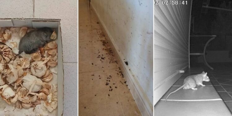 ratas espartales