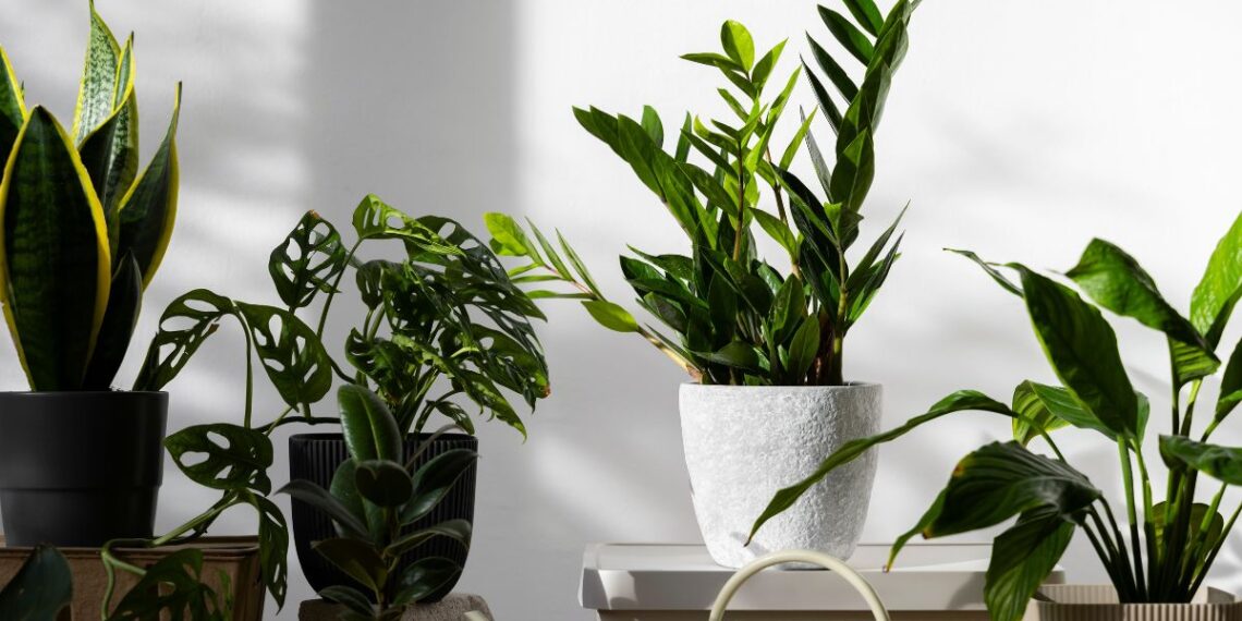 Cinco plantas de interior fáciles de cuidar que purifican el aire de tu casa 1 Freepik