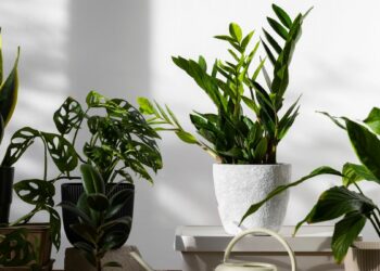 Cinco plantas de interior fáciles de cuidar que purifican el aire de tu casa