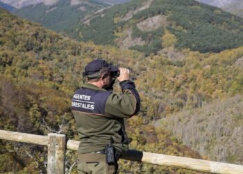 Los Agentes Forestales avisan: así actúa el «animal más peligroso» de la Comunidad de Madrid