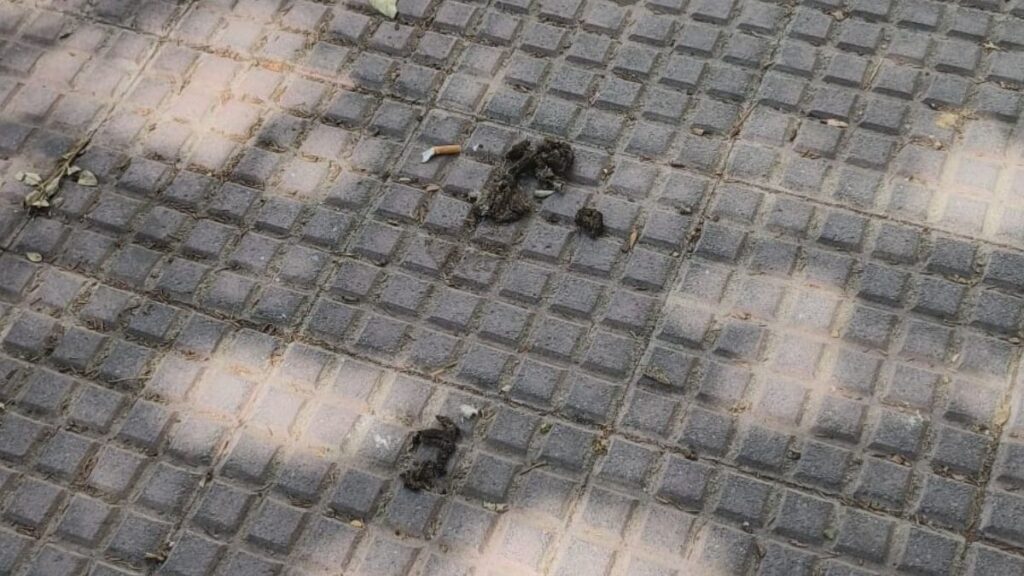 cacas de perro distrito 2