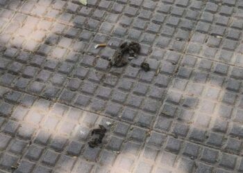 “¿Dónde están los barrenderos?” Vecinos del Distrito II denuncian abandono en la limpieza del barrio