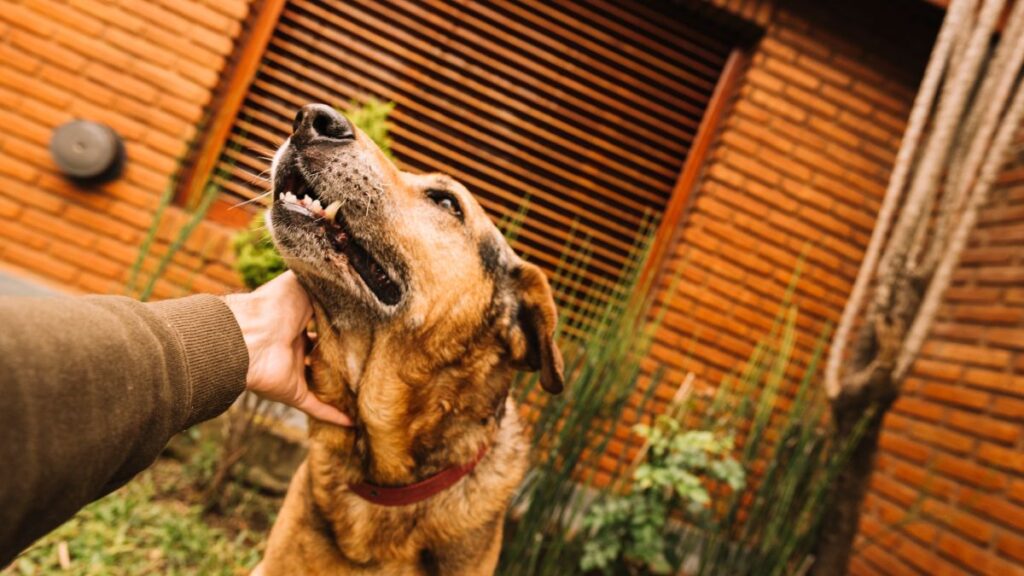 caricia perro