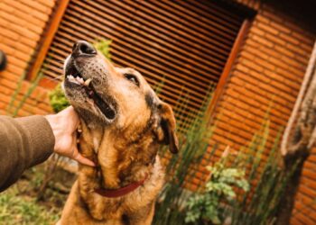 El Parque O’Donnell celebrará la primera Feria de Adopción y Tenencia Responsable el 21 de septiembre